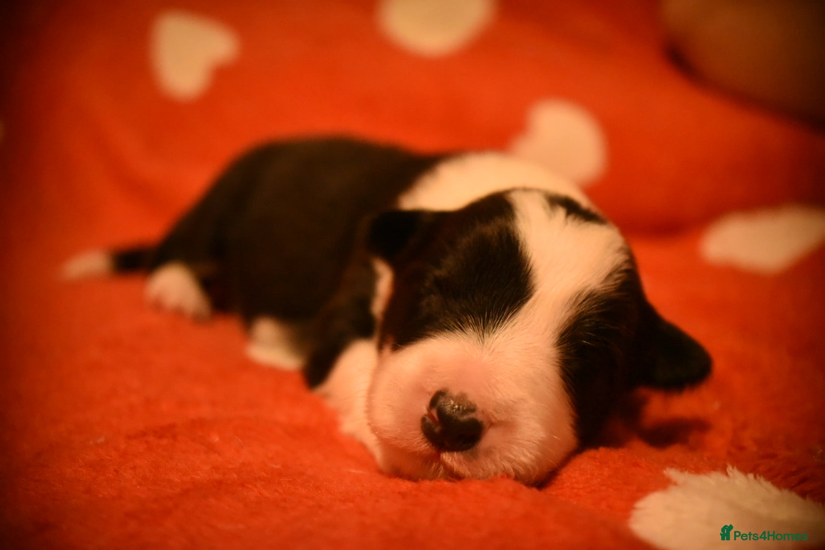 Border Collie dogs for sale: 1 health tested boy left - Advert 33