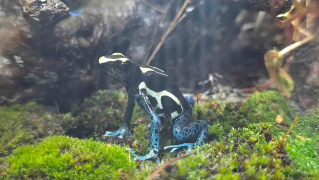 Frog reptiles for sale: 🌿🐸 Bioactive Dart Frog Vivarium – Fully Planted, - Advert 1