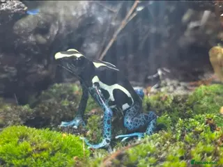 Frog reptiles 🌿🐸 Bioactive Dart Frog Vivarium – Fully Planted, - Advert 2