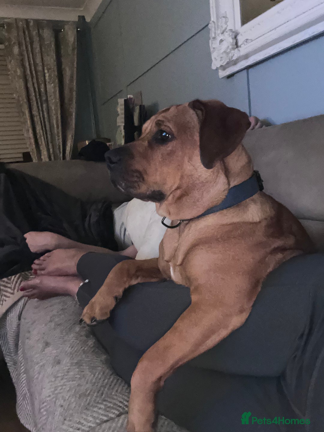 Mixed Breed dogs for sale: CHUNK - 8months old beauty - Image 8