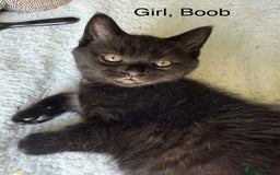 British Shorthair cats for sale: Cross British short hair kittens  - Image 4