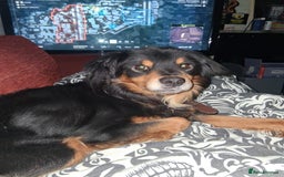 Mixed Breed dogs for sale: Cocker spaniel crosses - Image 12