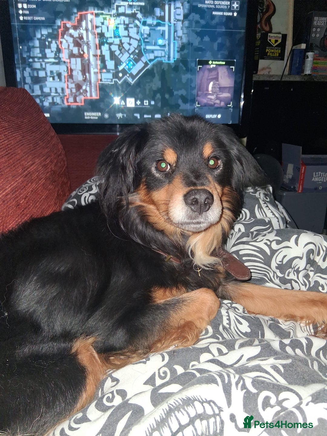 Mixed Breed dogs for sale: Cocker spaniel crosses - Image 12