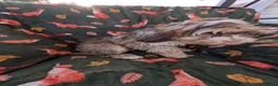 Cockapoo dogs for sale: 🌟 Superb chocolate sable cockapoo pups 🌟 in Maldon - Advert 23