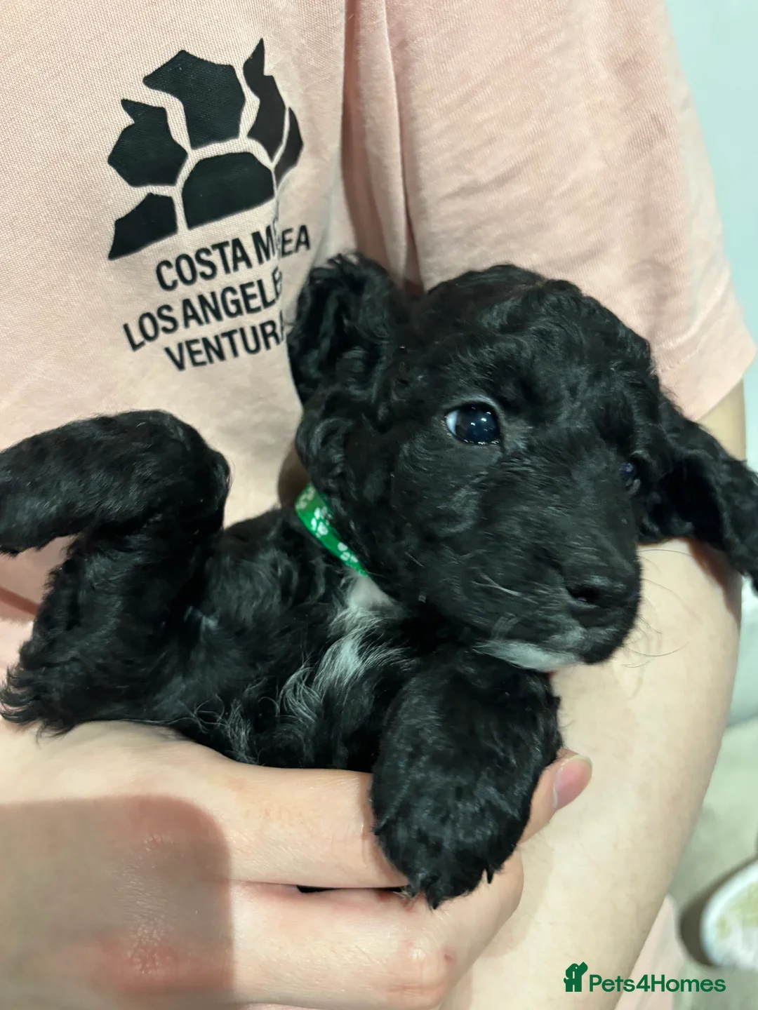 Cockapoo dogs for sale: Beautiful Cockapoo Puppies – 6 Boys & 2 Girls - Advert 13