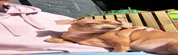 Chiweenie dogs for adoption: Chiweenie looking for perfect forever home  - Advert 9