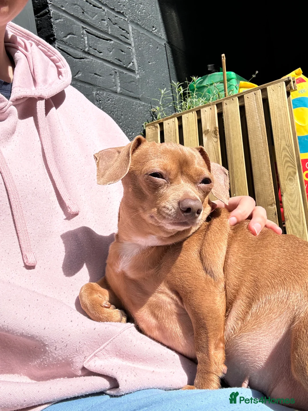 Chiweenie dogs for adoption: Chiweenie looking for perfect forever home  - Advert 9