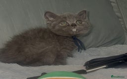 British Shorthair cats for sale: REDUCED!!! Stunning British Short Hair Kittens - Image 32