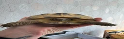 Tortoise reptiles for sale: Horsefield Tortoise - male - Advert 2