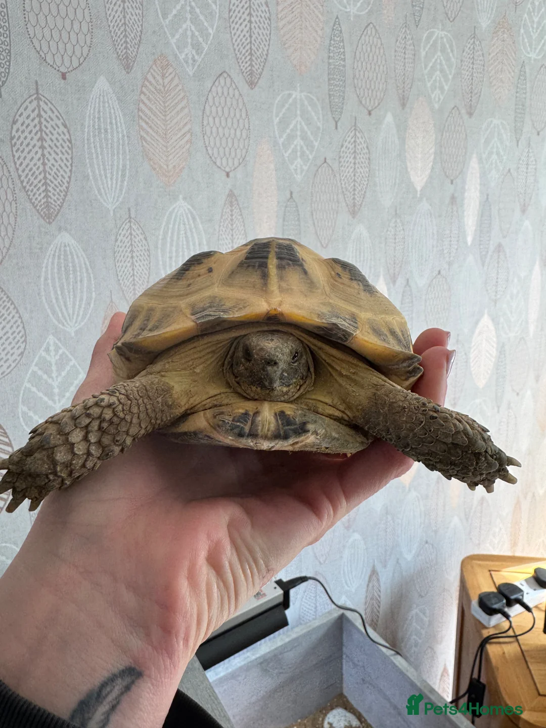 Tortoise reptiles for sale: Horsefield Tortoise - male - Advert 2