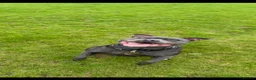 Staffordshire Bull Terrier dogs for sale: Blue Staffordshire Bull Terriers  - Advert 5
