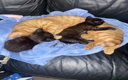 British Shorthair cats for sale: 4 little sweethearts - Image 10