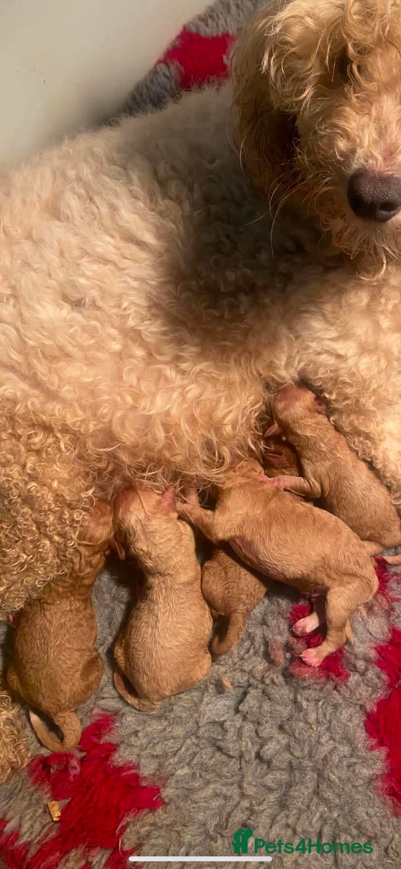 Miniature Poodle dogs Beautiful miniature poodles puppies - Advert 1