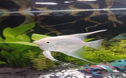 Angelfish fish for sale: White platinum blushing angelfish  - Image 6