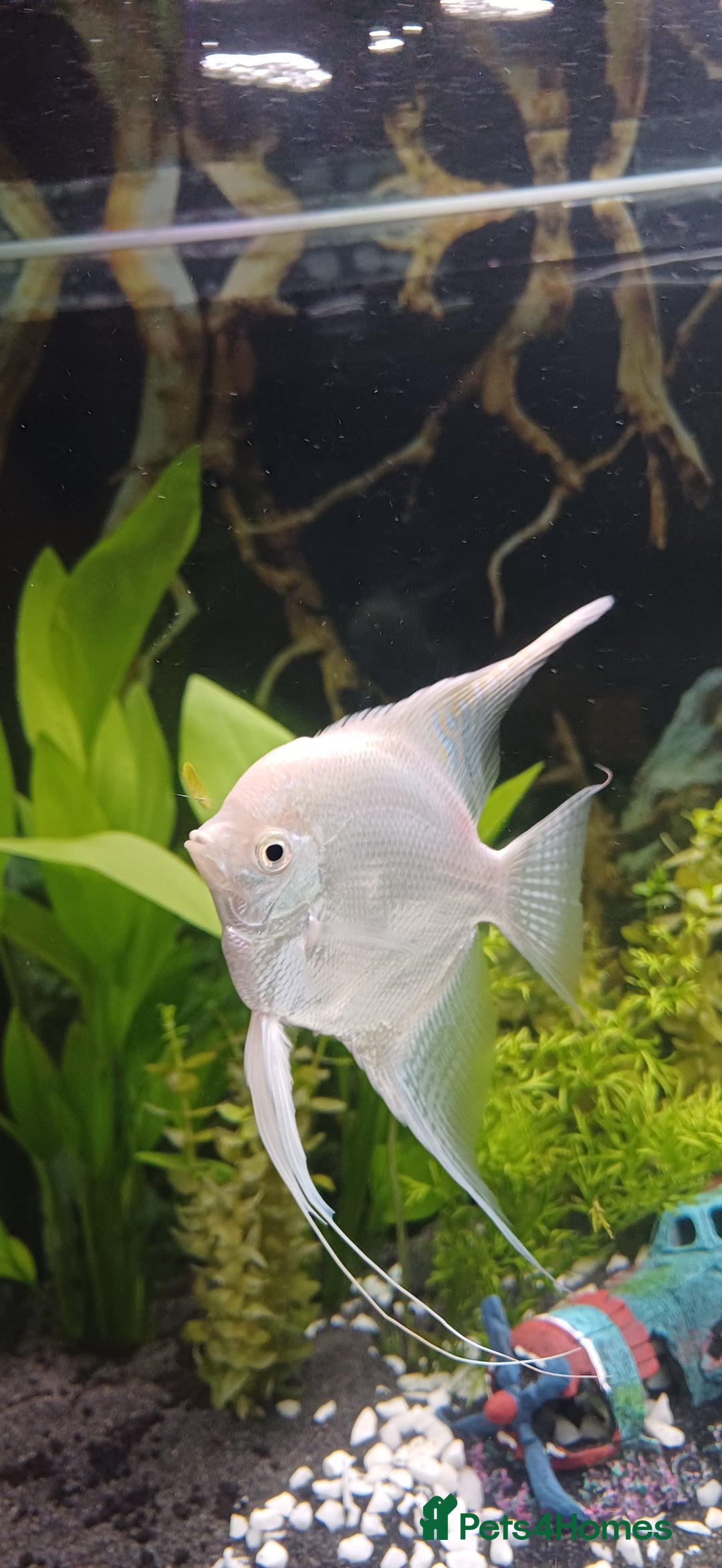 Angelfish fish for sale: White platinum blushing angelfish  - Image 6