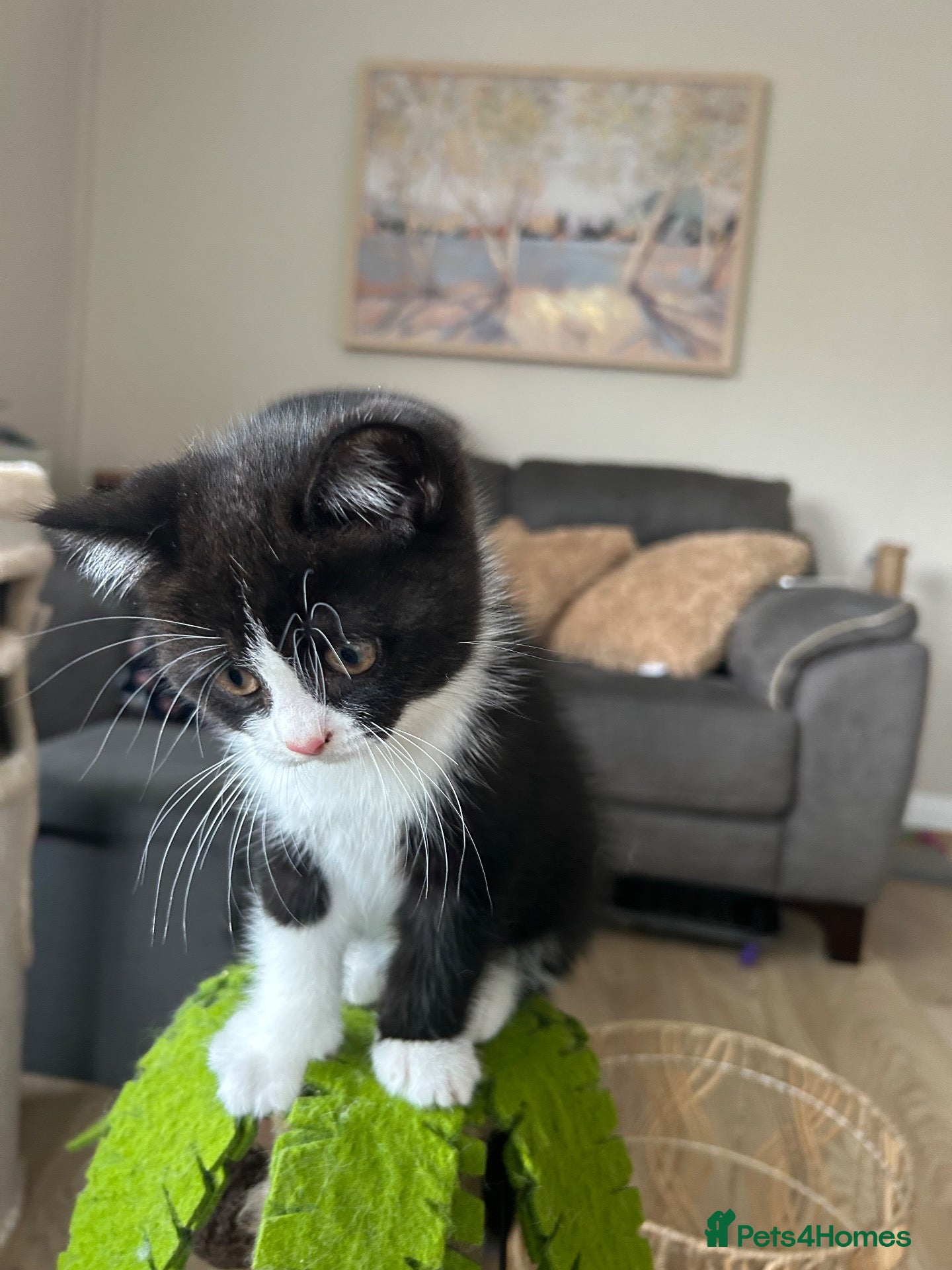 British Shorthair cats 💥READY NOW 💥Cute BSH Kittens  - Advert 2
