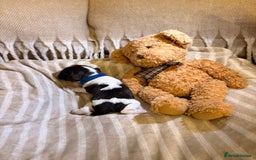 Cocker Spaniel dogs for sale: Beautiful cocker spaniel pups - Image 8