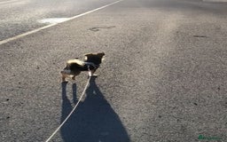 Mixed Breed dogs for sale: Theo, cavalier × chihuahua× jack Russell  - Image 2