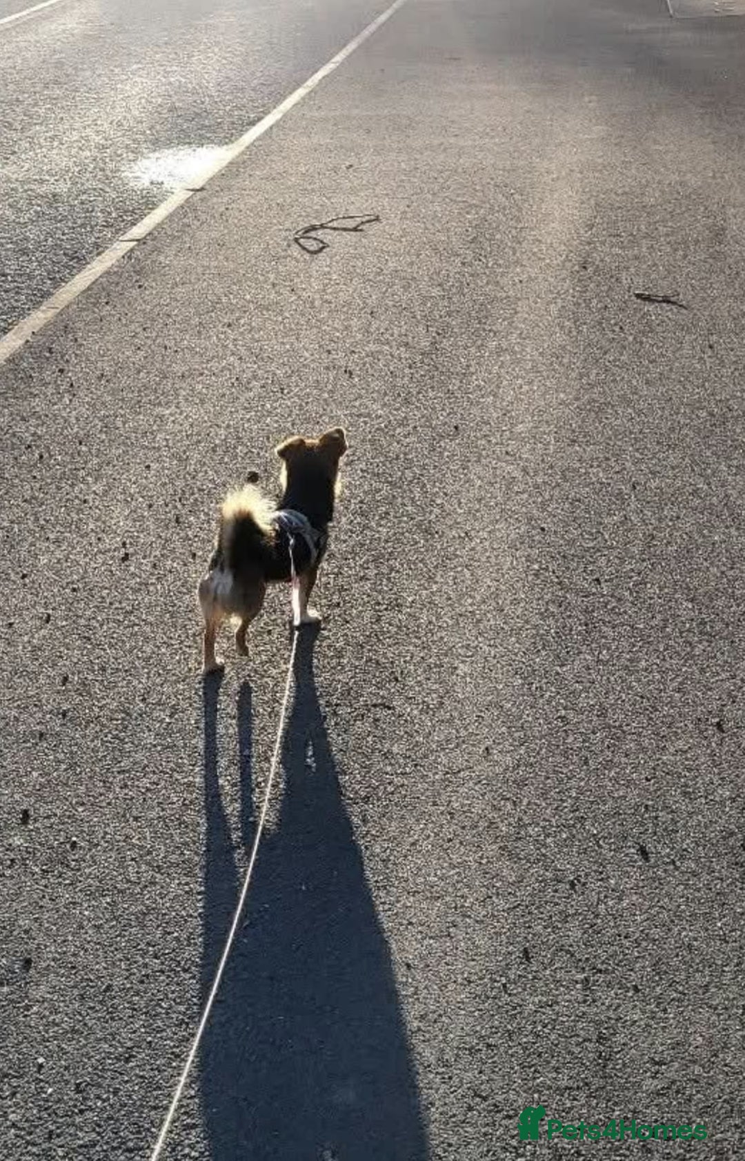 Mixed Breed dogs for sale: Theo, cavalier × chihuahua× jack Russell  - Image 2