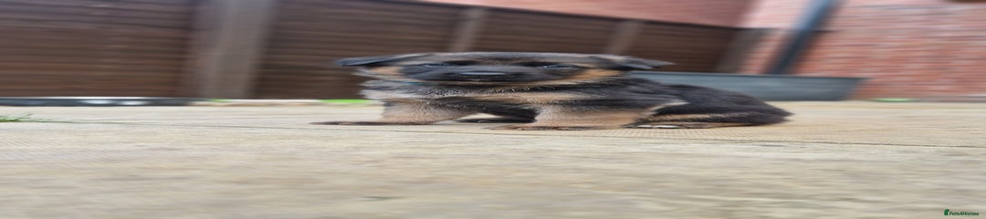 German Shepherd Puppy 1
