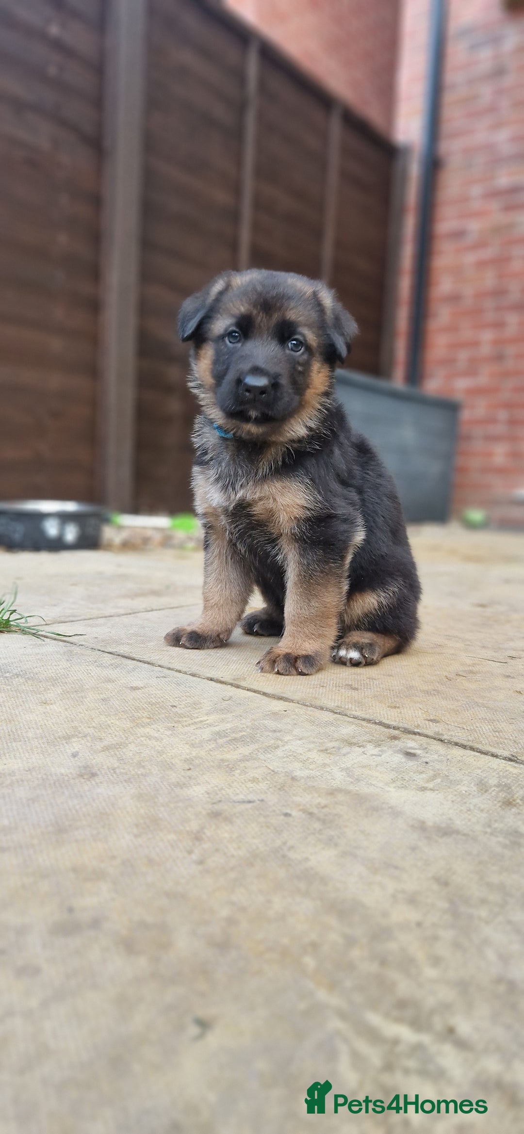 German Shepherd dogs for sale: KC registered German shepherd puppies - Image 7