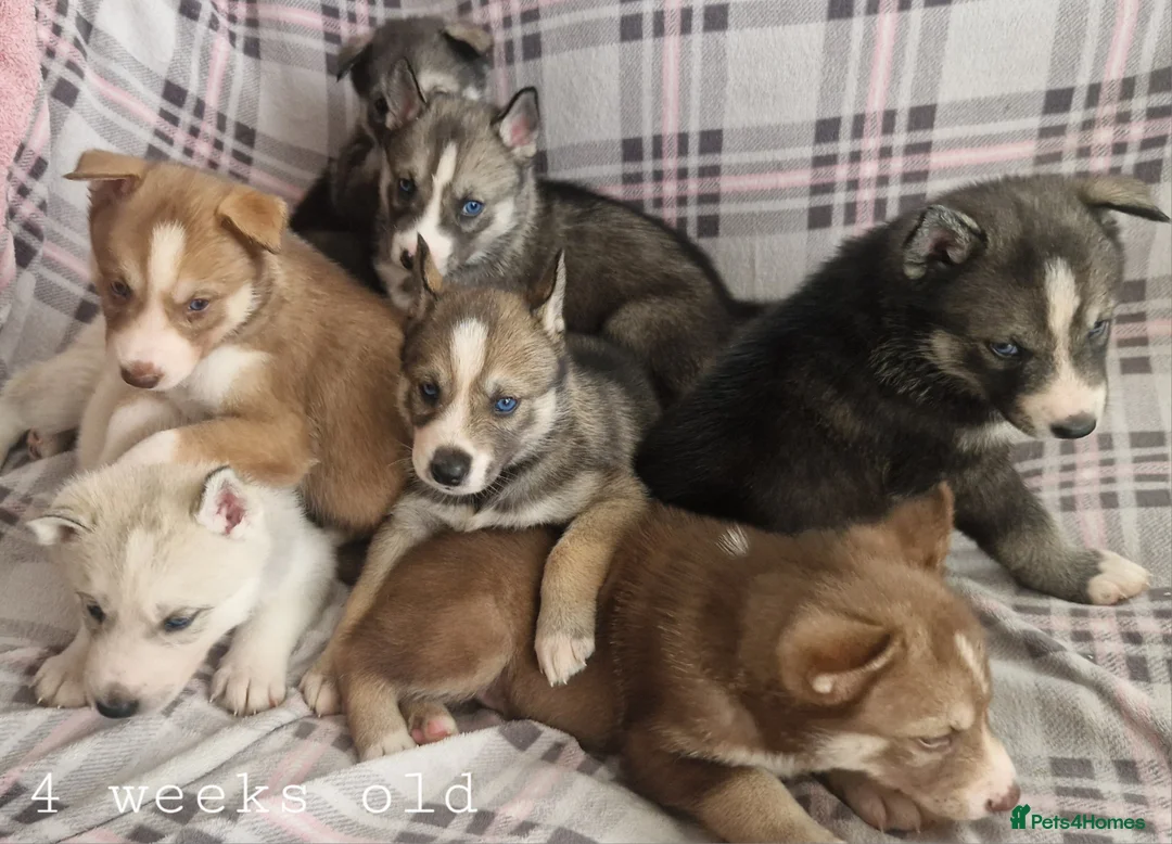 Siberian Husky dogs for sale: 1 beautiful girl left ❤️ ready now  - Advert 24