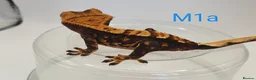 Gecko reptiles for sale: Sub adult crested geckos - Advert 7