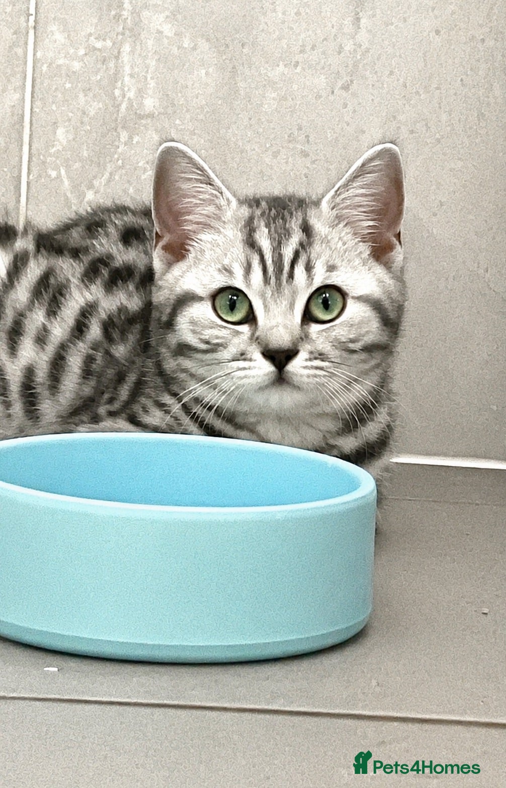 British Shorthair cats Stunning black silver spotted British Shorthair  - Advert 1