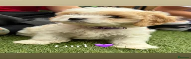 Cavachon 3