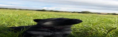 German Shepherd 3