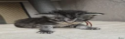 Maine Coon cats for sale: Maine Coon Kittens Russian/European lines - Advert 7