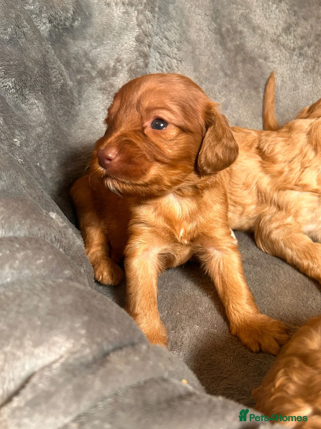 Cockapoo dogs for sale: Beautiful F1 cockapoos in Cranleigh - Advert 2