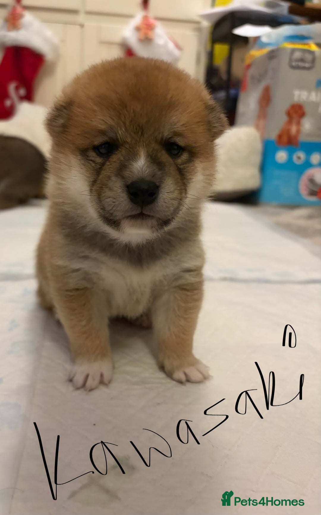 Japanese Shiba Inu dogs for sale: Japanese Shiba Inu puppies  - Advert 4