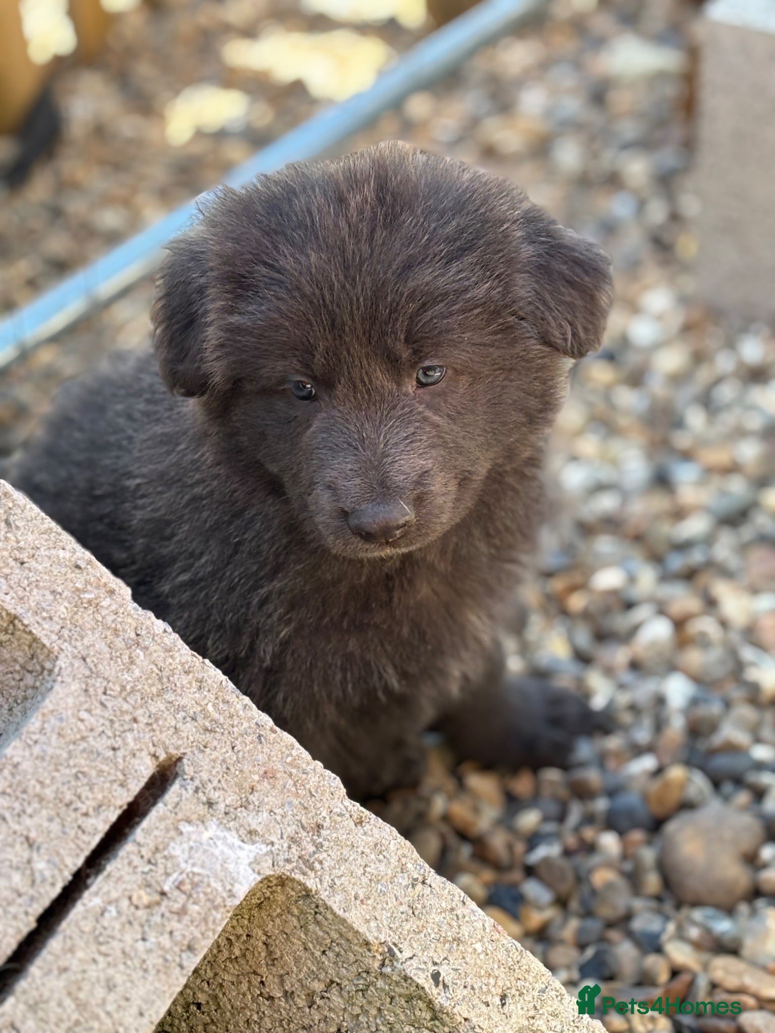 German Shepherd dogs 💙Big Blue Fluffy GSD Pups💙KC Reg*Available* - Advert 1