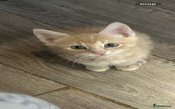 British Shorthair cats for sale: Golden British short hair kitten  - Image 2