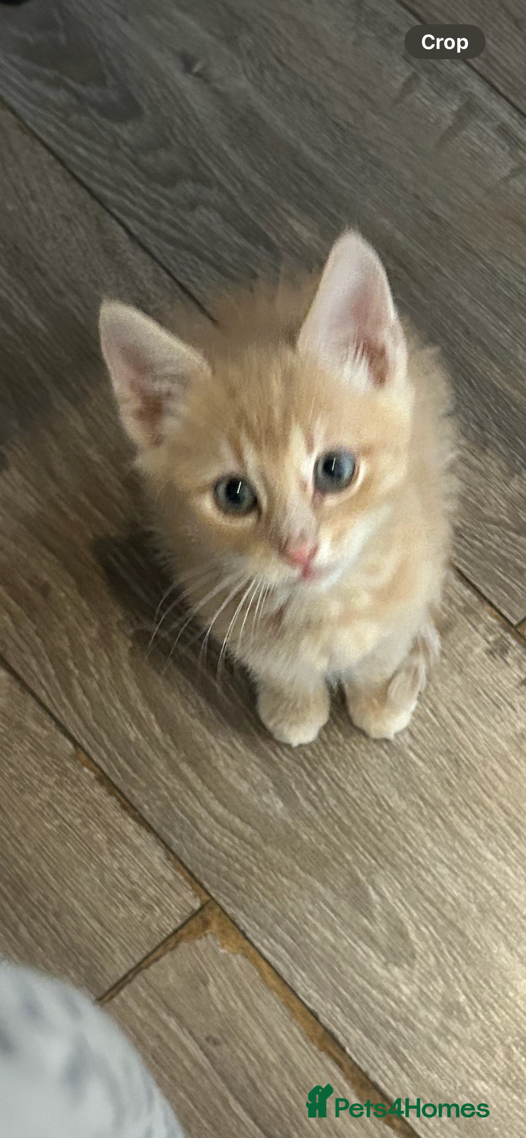 British Shorthair cats for sale: Golden British short hair kitten  - Image 2