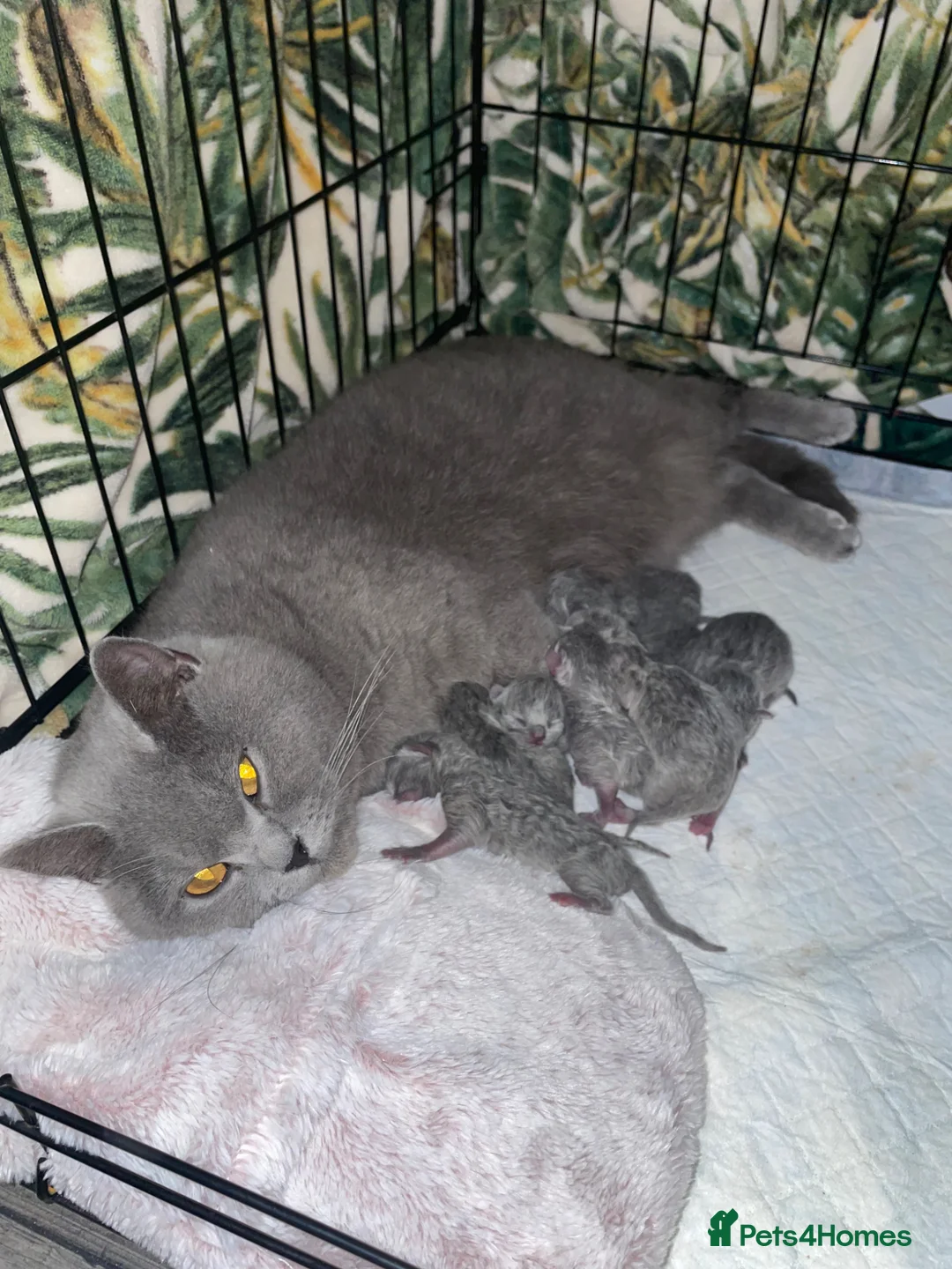 British Shorthair cats for sale: British blues shorthair  in Alford - Advert 2