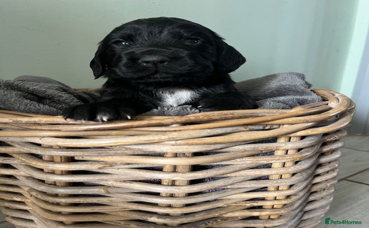 Sprocker dogs - Advert 1