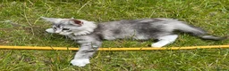 Maine Coon cats for sale: Adorable Maine Coon Kittens - Advert 7
