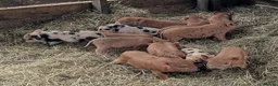 Pig livestock for sale: Julianna Micro 't-cup' piglets gilts - Advert 4