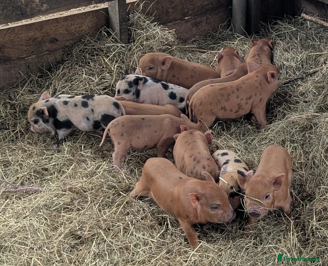 Pig livestock for sale: Julianna Micro 't-cup' piglets gilts - Advert 4