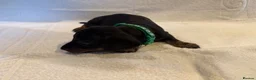 Miniature Dachshund dogs for sale: Miniature Dachshund Puppies - Advert 17