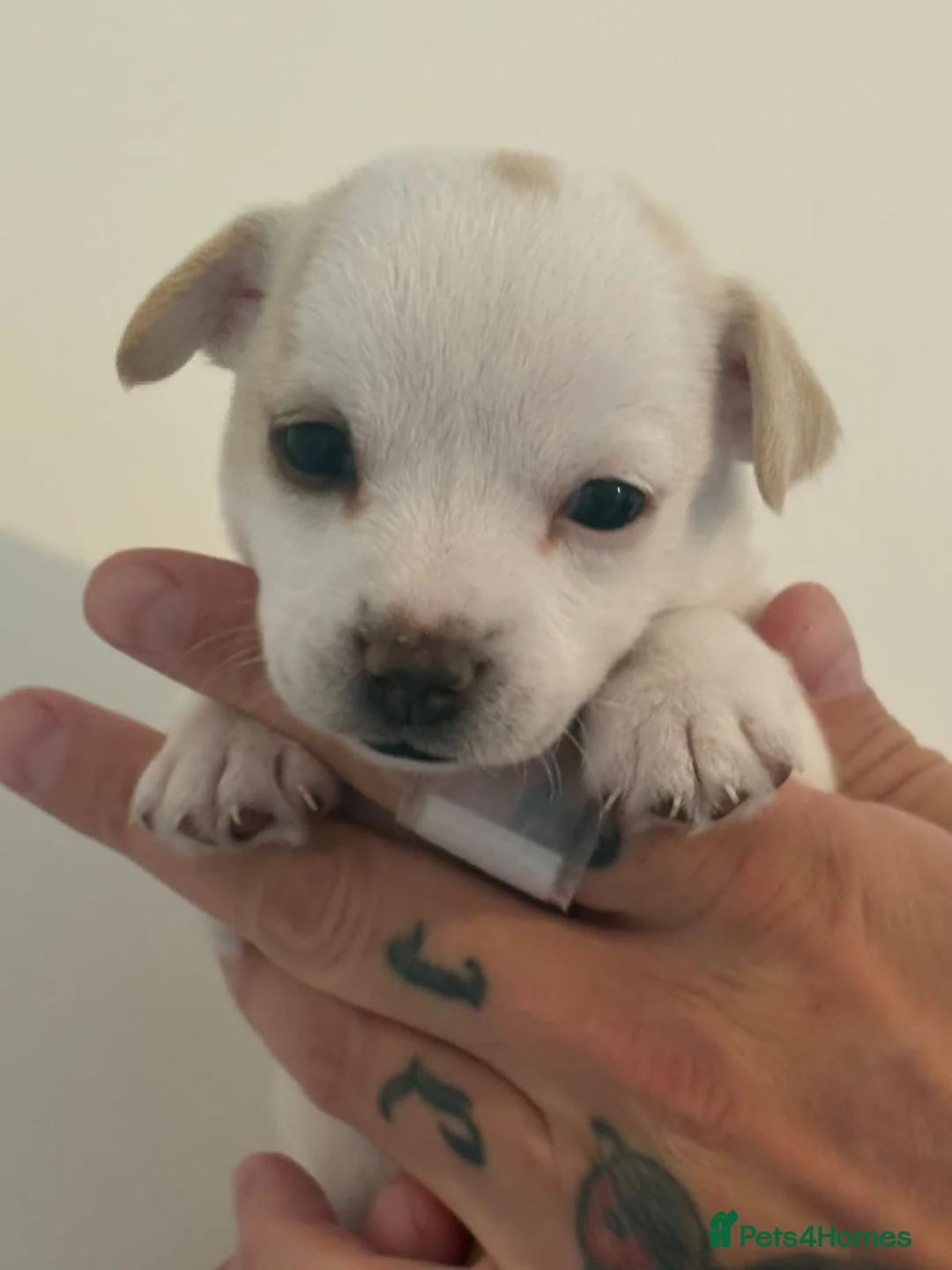 Mixed Breed dogs for sale: I have 3 beautiful girl puppies for sale  in Bexhill-on-Sea - Advert 2