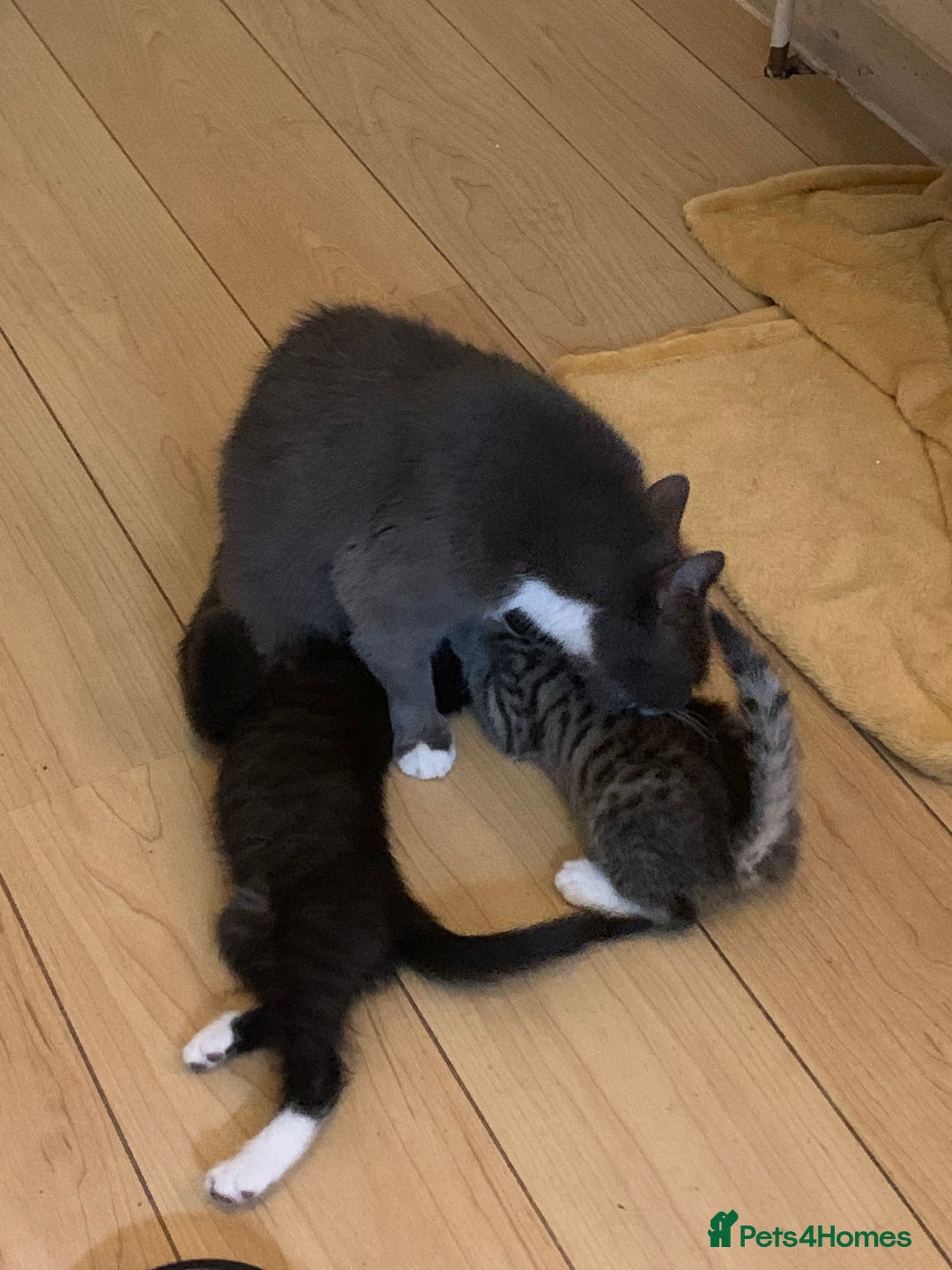 Mixed Breed cats for sale: Tuxy & Stripy - two gorgeous boys for sale - Image 17