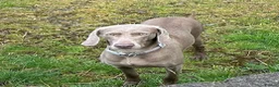 Weimaraner dogs for sale: Ready to leave. Stunning Weimaraner Puppies  in Bridgend - Advert 1