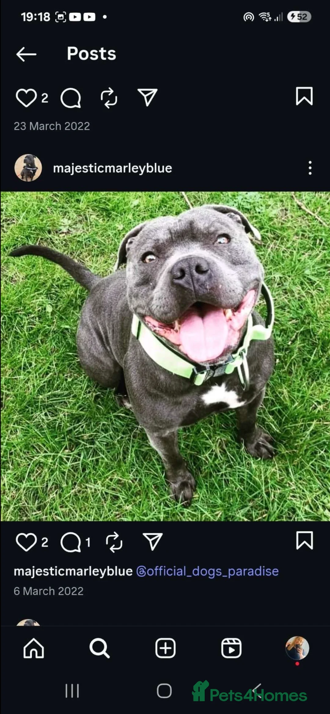 Staffordshire Bull Terrier dogs for sale: ONE GORGEOUS PURE BLUE BOY AVAILABLE  - Advert 13