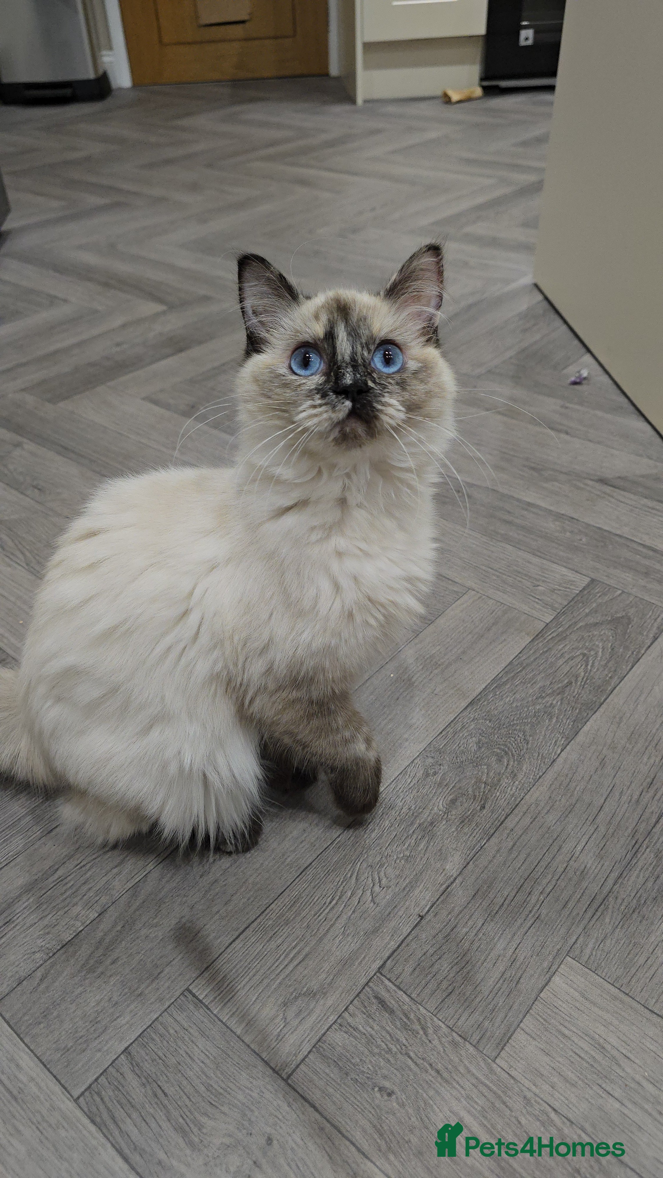 Ragdoll cats GCCF Registered female. Ready now.  - Advert 6
