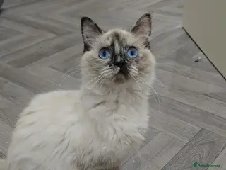 Ragdoll cats GCCF Registered female. Ready now. - Advert 5