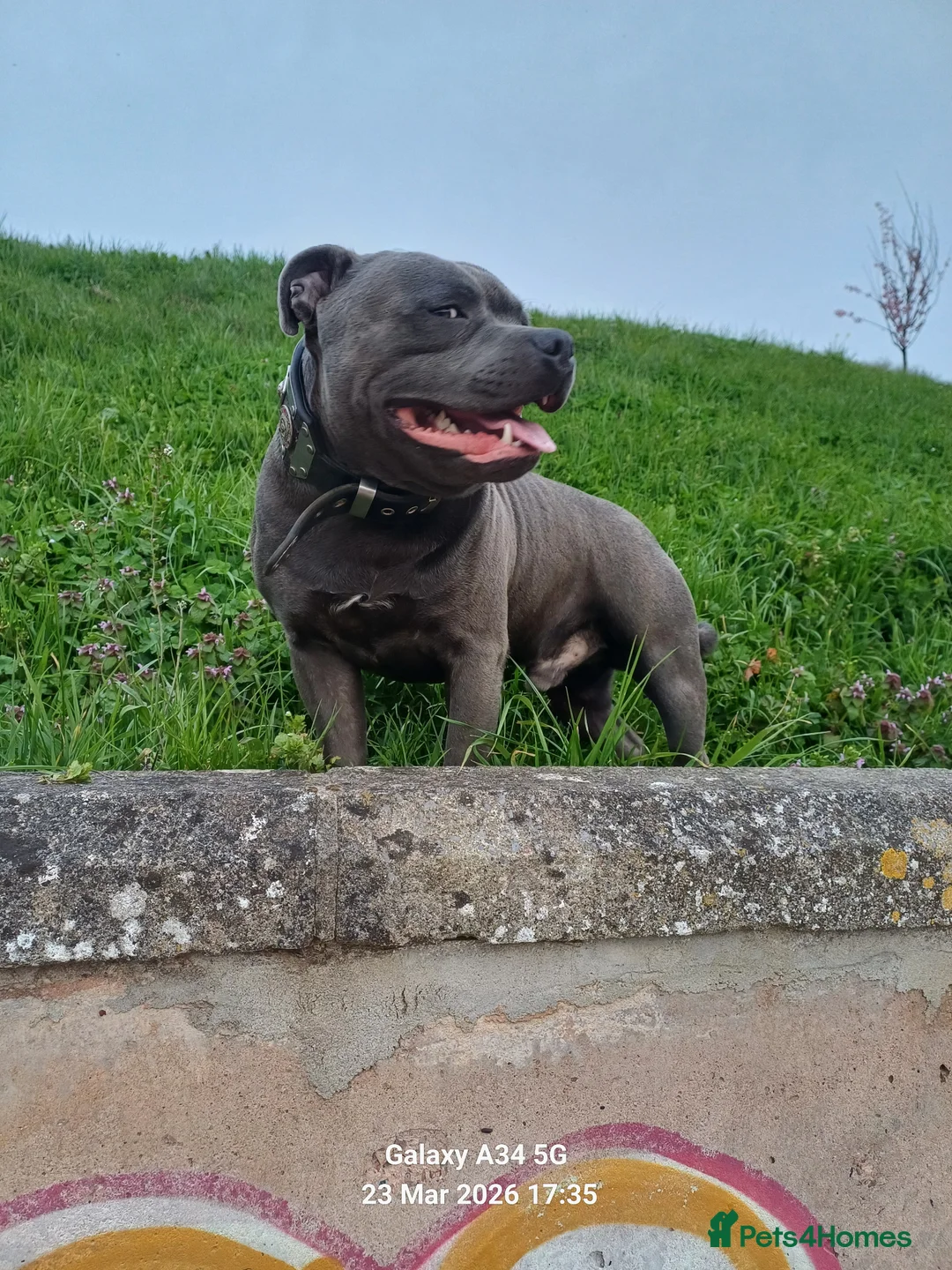 Staffordshire Bull Terrier dogs for stud: ZEUS for stud duties fully kc stunning boy in Cradley Heath - Advert 1