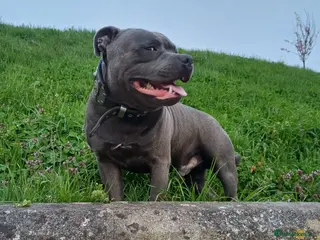 Staffordshire Bull Terrier dogs ZEUS for stud duties fully kc stunning boy - Advert 3